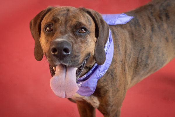 Shyloh, an adoptable Boxer Mix in Winchester, KY_image-3
