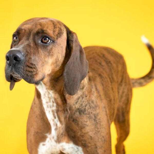 Shyloh, an adoptable Boxer Mix in Winchester, KY_image-5