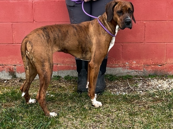Shyloh, an adoptable Boxer Mix in Winchester, KY_image-6