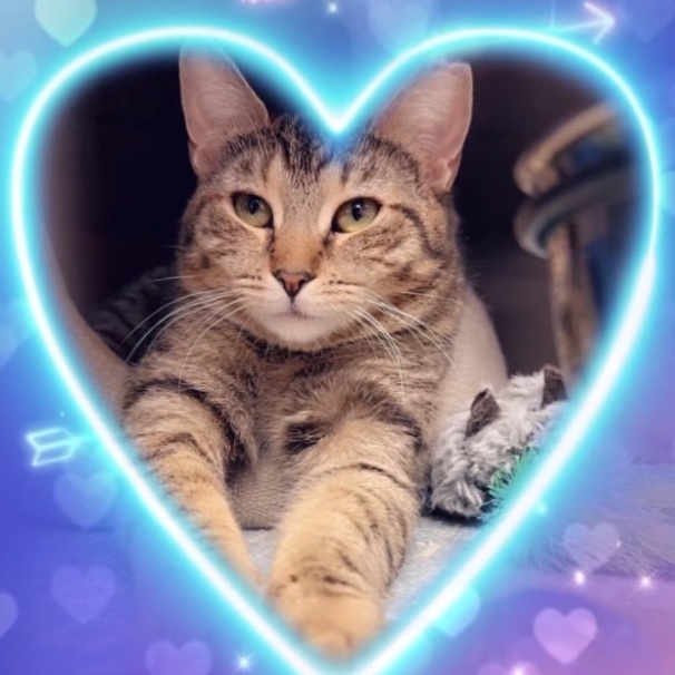 Solana Loves other cats!, an adopted Torbie in Clifton, NJ_image-1