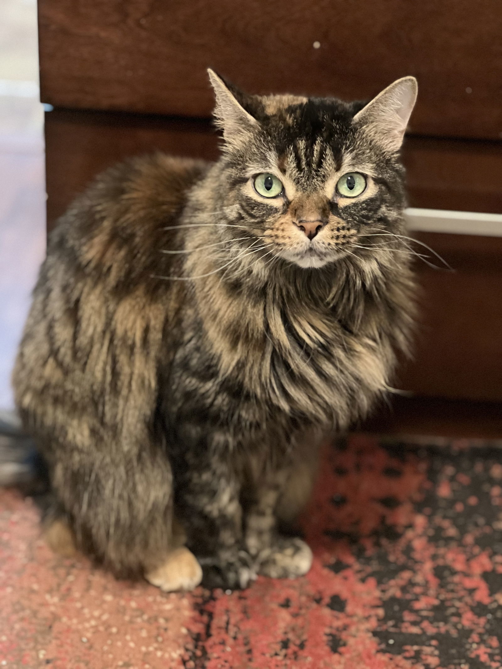 Piper, an adoptable Domestic Long Hair, Tortoiseshell in Oxford, MS, 38655 | Photo Image 1