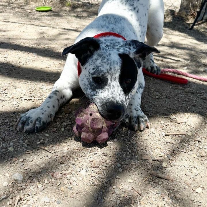 My Blue Heeler's Favorite Chew Toys 