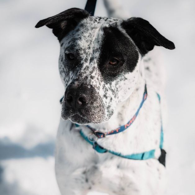 Best Toys for Blue Heelers - The Right Toys For A Clever Active Breed