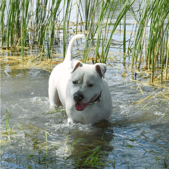 Padme, an adoptable American Bulldog in Lake Odessa, MI, 48849 | Photo Image 2