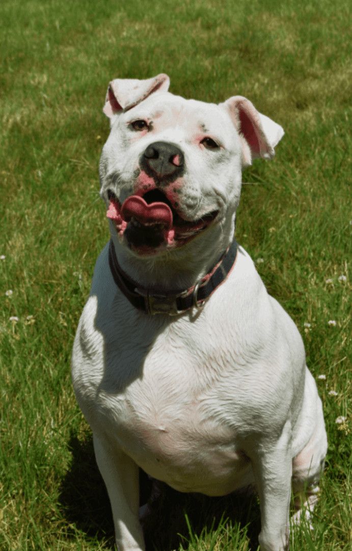 Padme, an adoptable American Bulldog in Lake Odessa, MI, 48849 | Photo Image 5