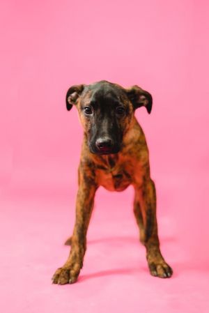 Dogs for Adoption Near Renton, WA | Petfinder