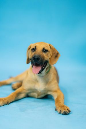 Dogs for Adoption Near Renton, WA | Petfinder