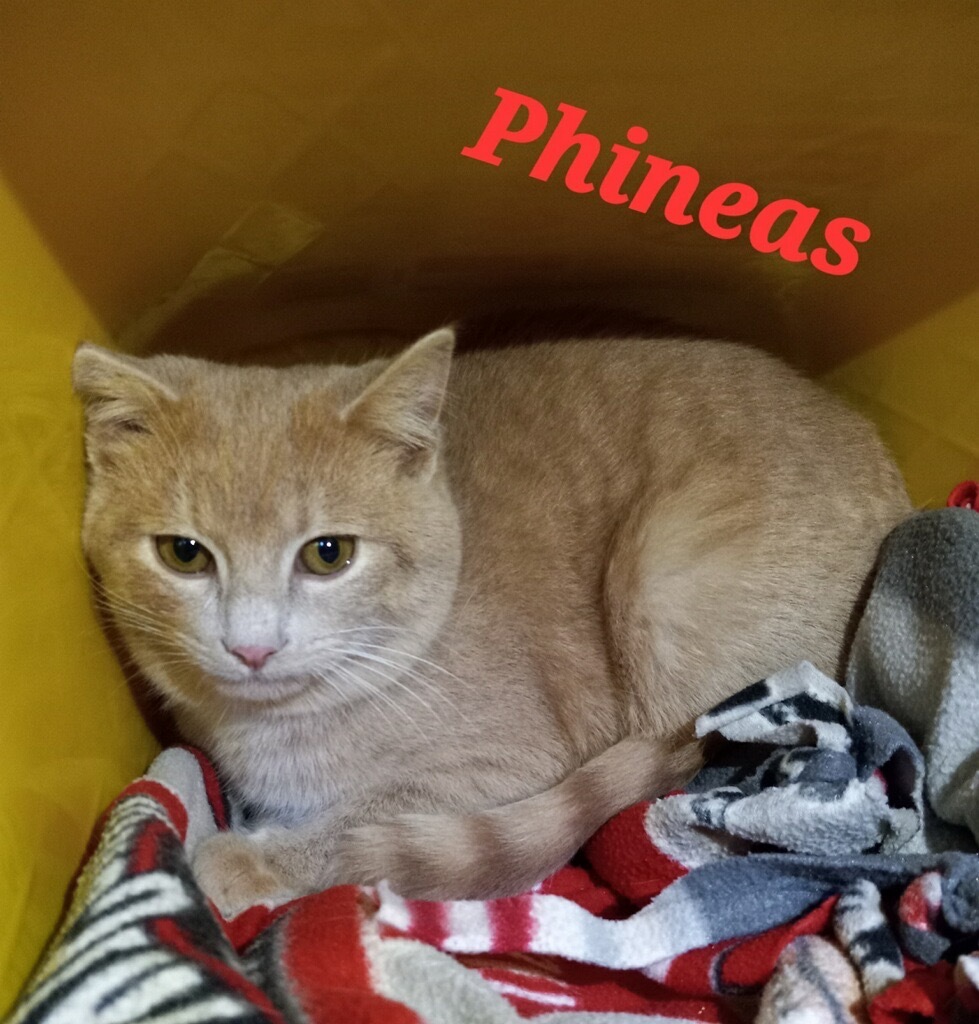 Phineas