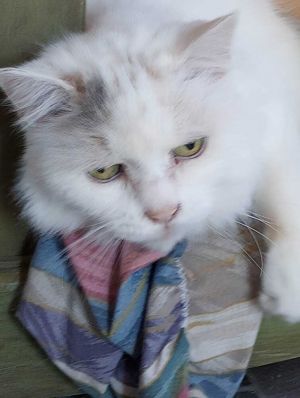 Opal