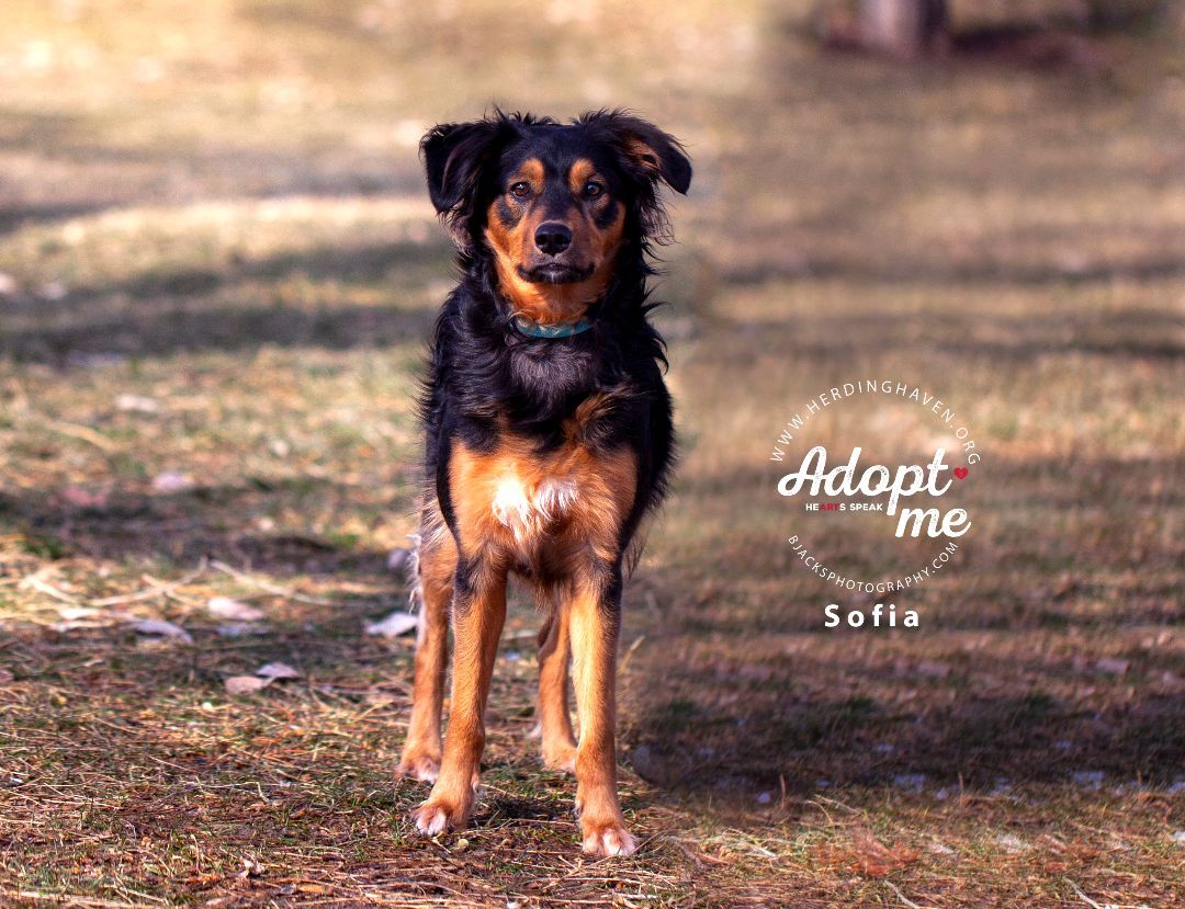Sofia , an adoptable Australian Shepherd in Salt Lake City, UT, 84108 | Photo Image 1