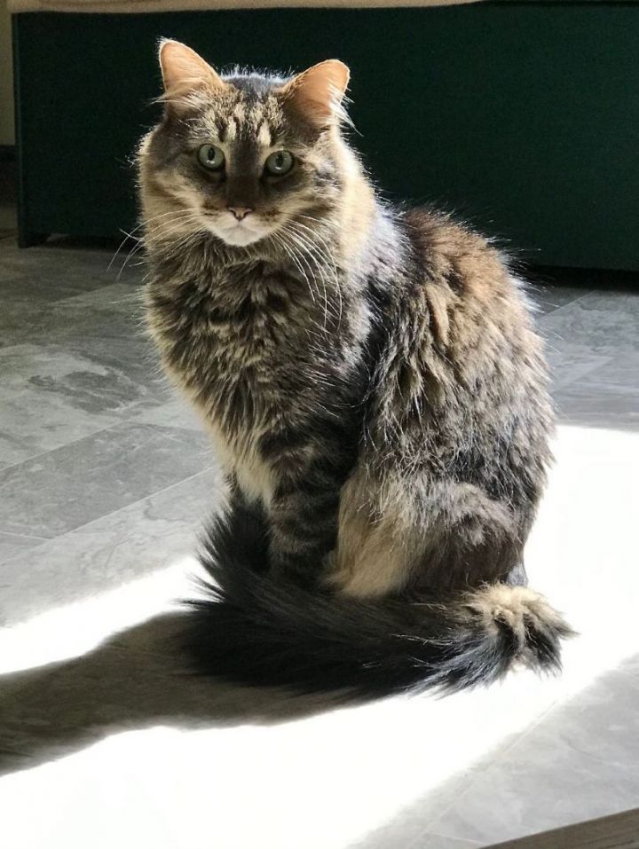 Mindy, an adoptable Maine Coon & Domestic Long Hair Mix in Franklinville, NJ_image-1