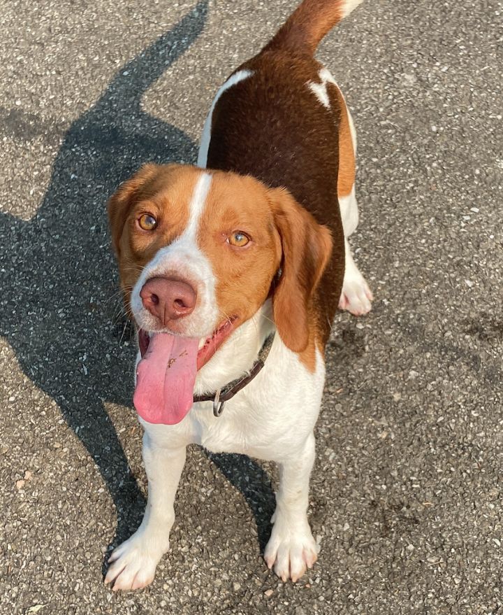 Toby, an adoptable Beagle & Pointer Mix in Waynesburg, PA_image-3