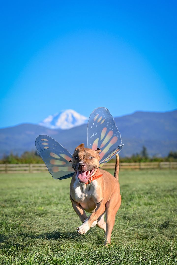 Loki- handsome and fun, an adoptable Pit Bull Terrier in Ferndale, WA, 98248 | Photo Image 2