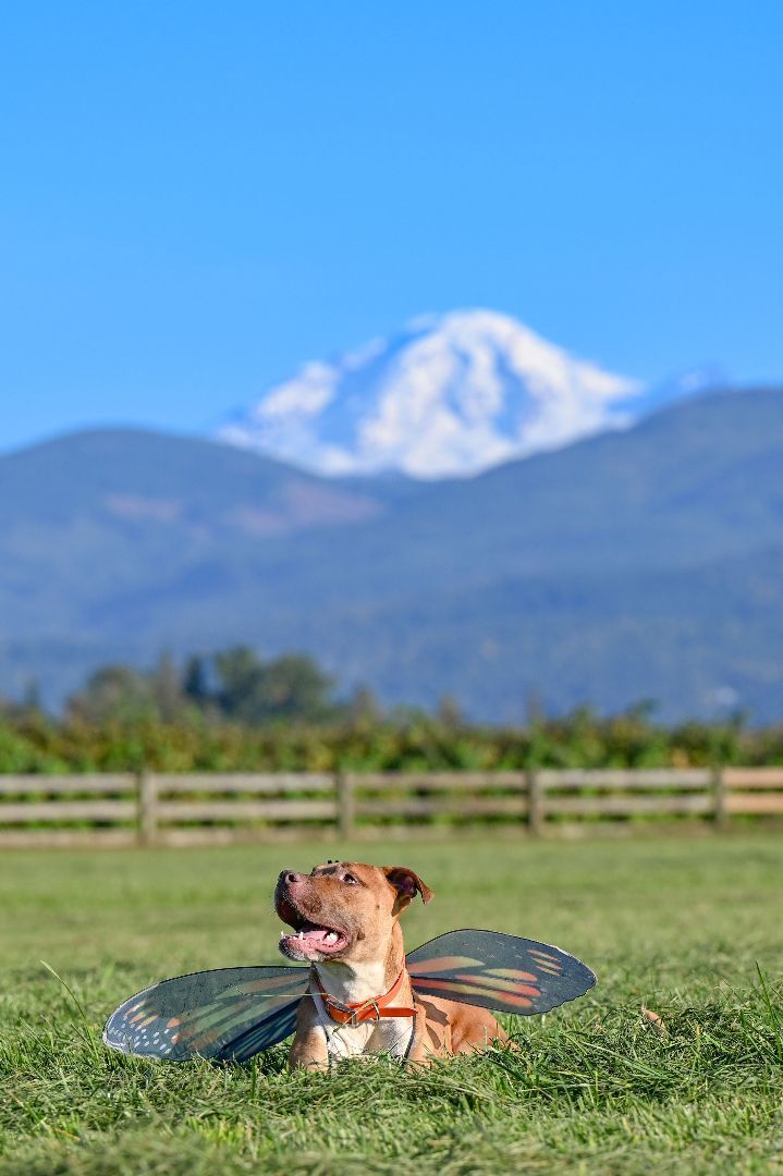 Loki- handsome and fun, an adoptable Pit Bull Terrier in Ferndale, WA, 98248 | Photo Image 3