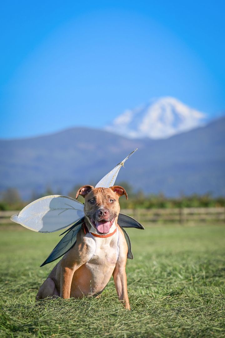 Loki- handsome and fun, an adoptable Pit Bull Terrier in Ferndale, WA, 98248 | Photo Image 4