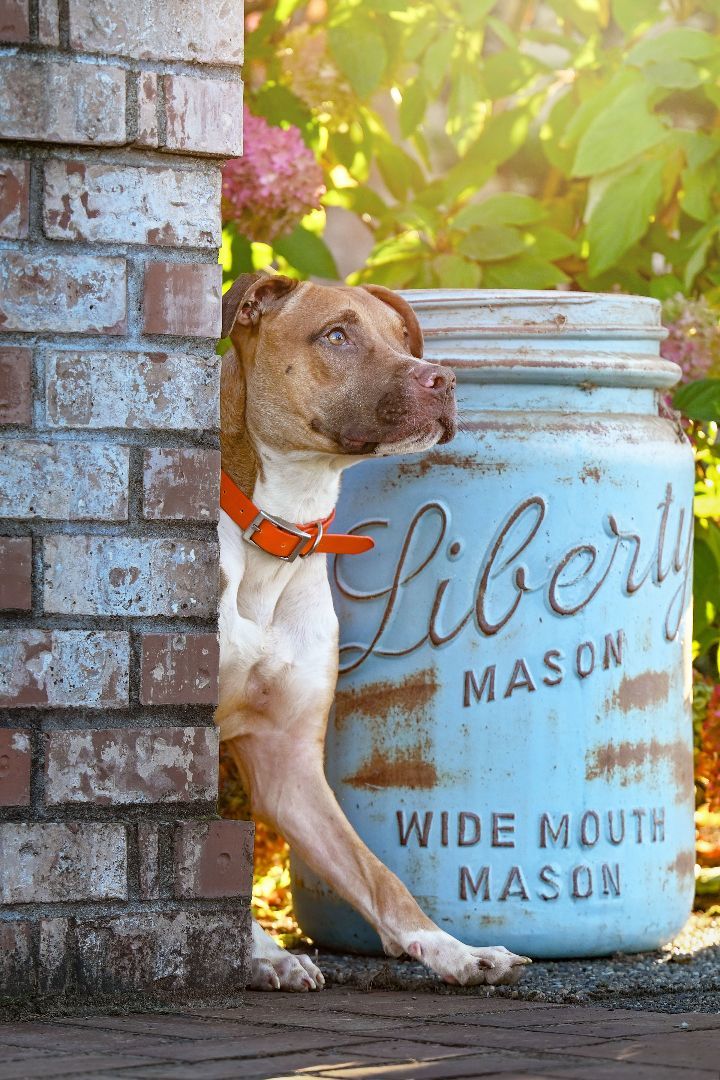 Loki- handsome and fun, an adoptable Pit Bull Terrier in Ferndale, WA, 98248 | Photo Image 5