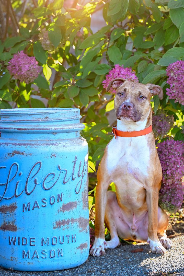 Loki- handsome and fun, an adoptable Pit Bull Terrier in Ferndale, WA, 98248 | Photo Image 1