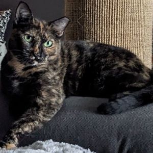 Maple Syrup, Adult Female Tortoiseshell