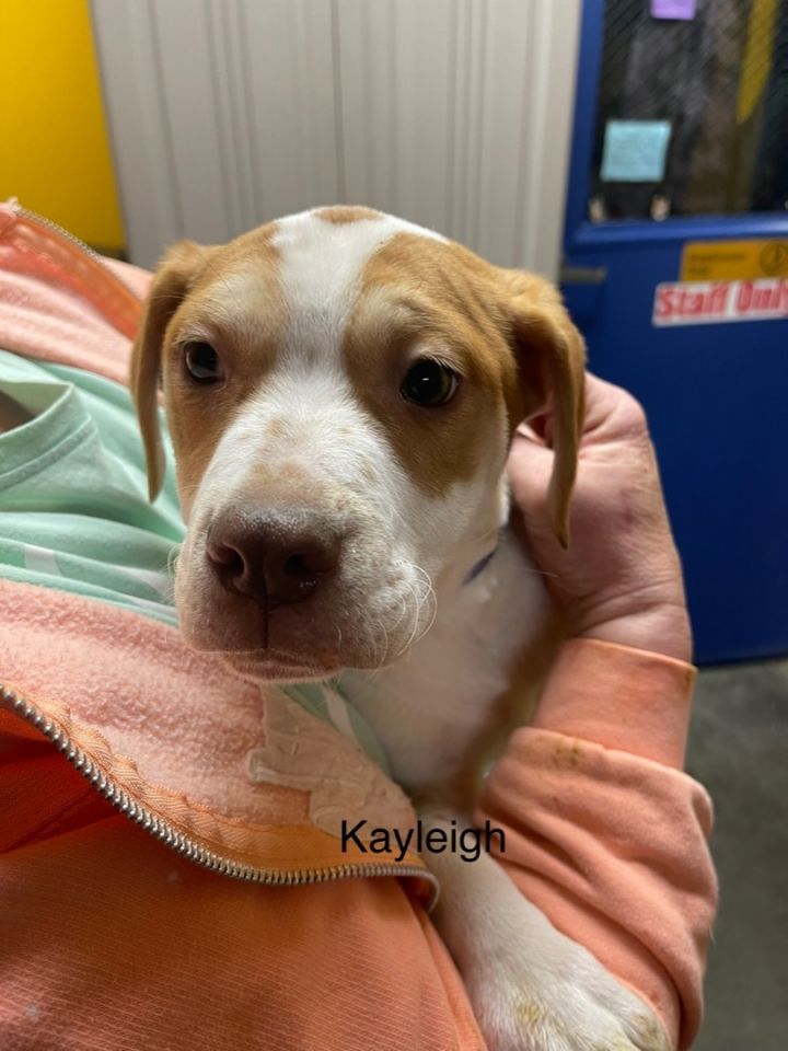 Kayleigh, an adoptable Labrador Retriever Mix in Waynesburg, PA_image-2