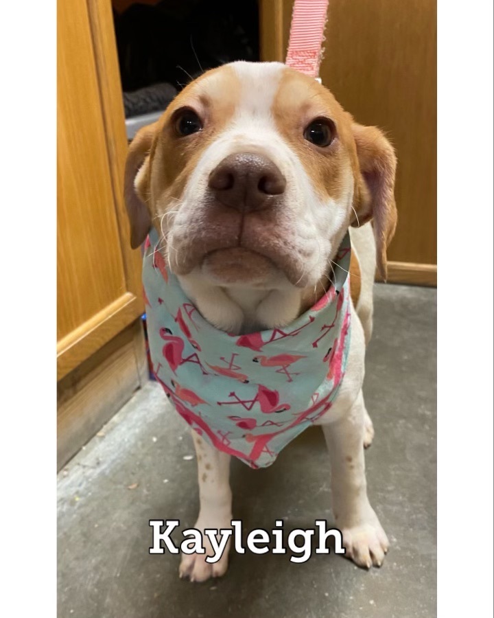 Kayleigh, an adoptable Labrador Retriever Mix in Waynesburg, PA_image-1