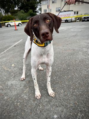 German shorthair hot sale toller