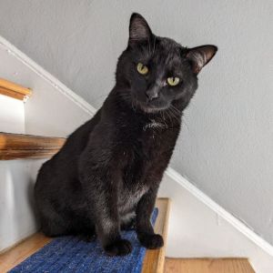 Loki