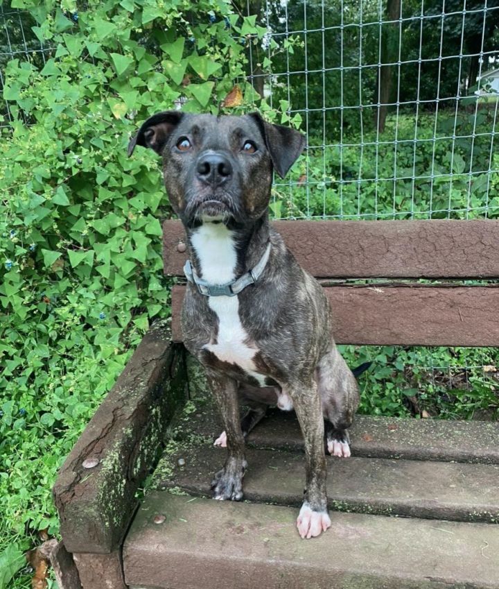 Dog for adoption - Chase, a Pit Bull Terrier Mix in Myerstown, PA ...