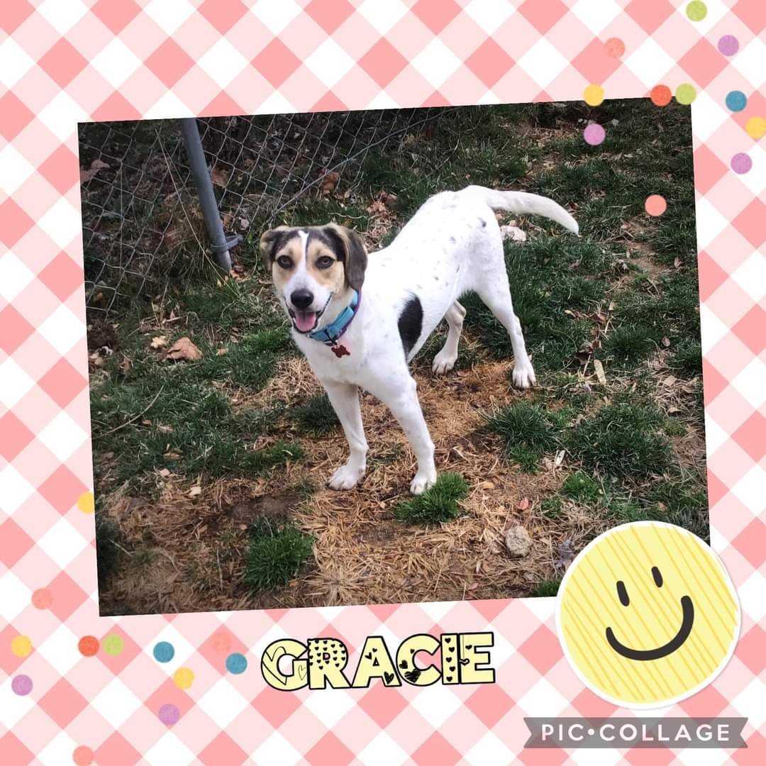 Gracie, an adoptable Hound, Harrier in Westminster, MD, 21158 | Photo Image 1