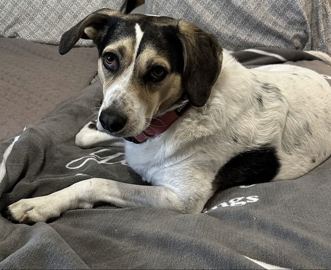 Gracie, an adoptable Hound, Harrier in Westminster, MD, 21158 | Photo Image 1