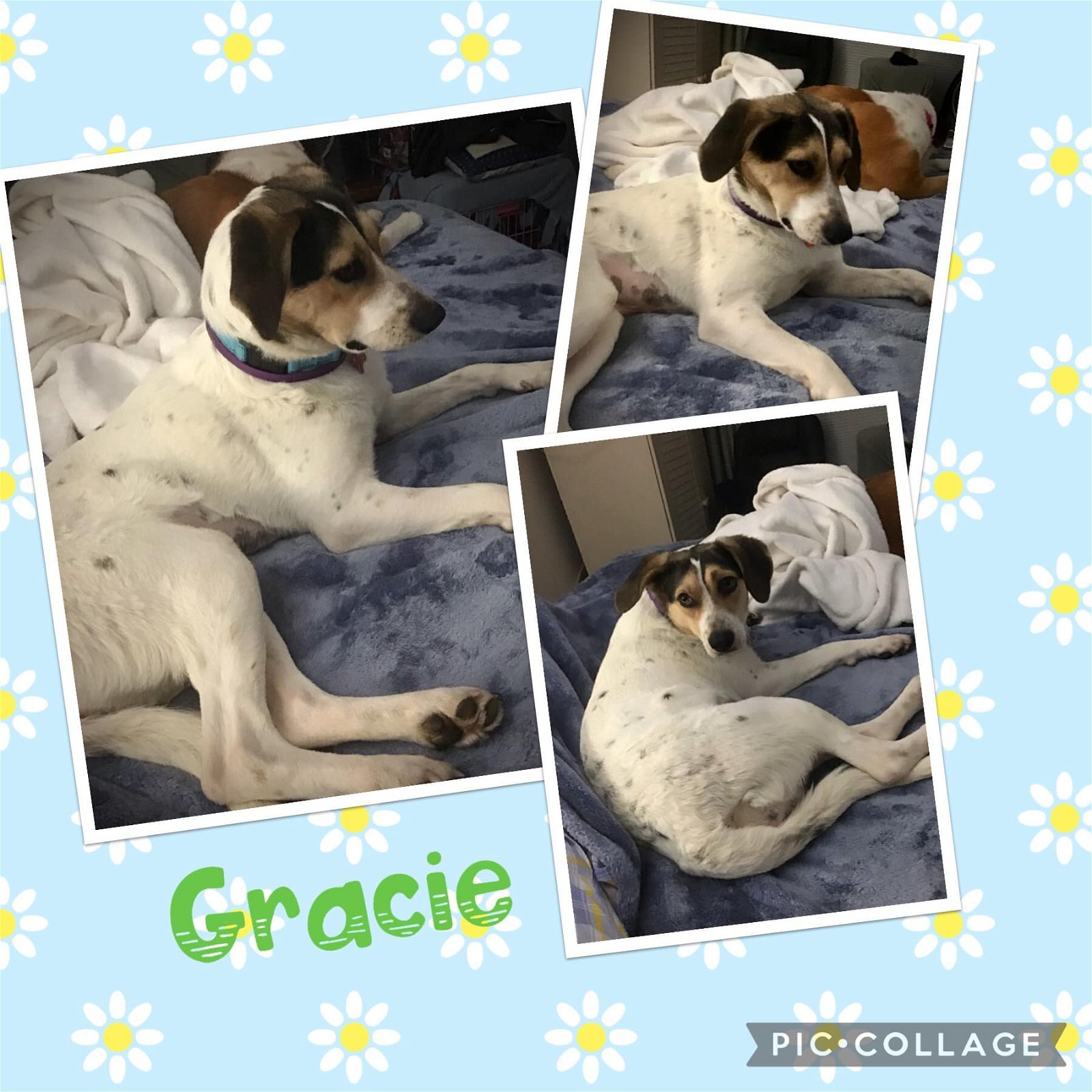 Gracie, an adoptable Hound, Harrier in Westminster, MD, 21158 | Photo Image 2