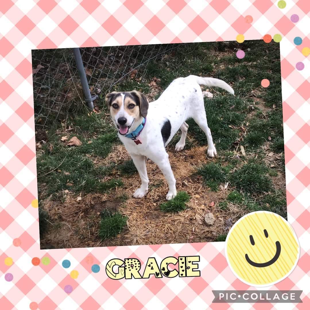 Gracie, an adoptable Hound, Harrier in Westminster, MD, 21158 | Photo Image 2