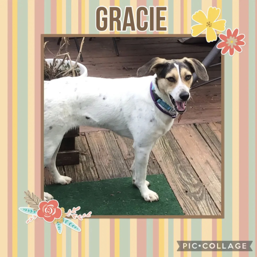 Gracie, an adoptable Hound, Harrier in Westminster, MD, 21158 | Photo Image 3