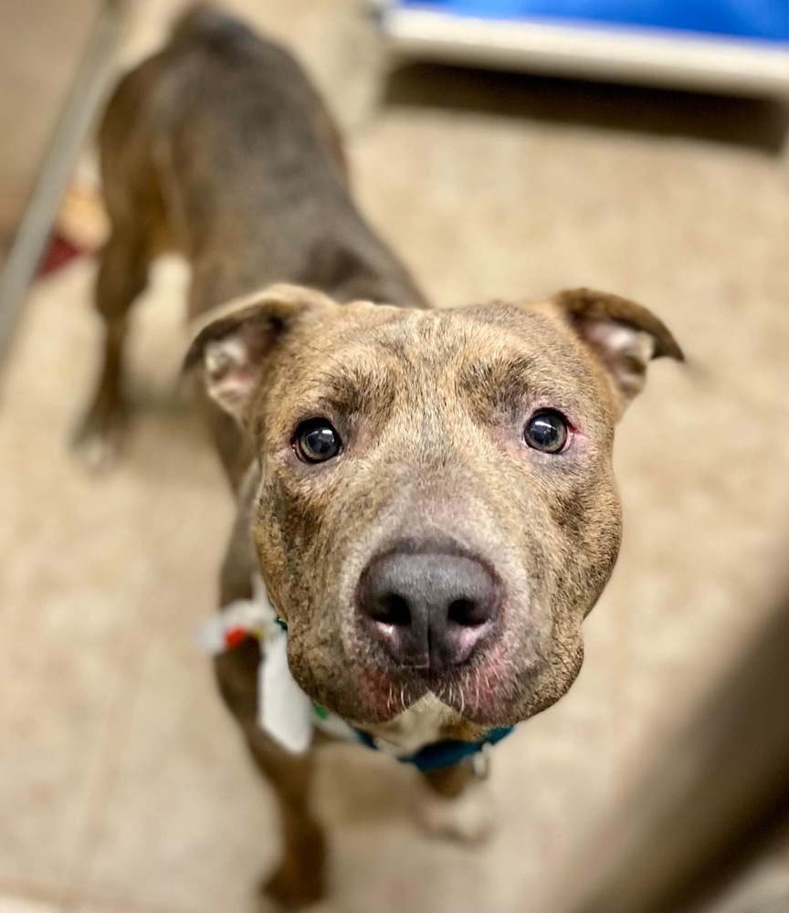 JASON, an adoptable Pit Bull Terrier in Dallas, PA, 18612 | Photo Image 1