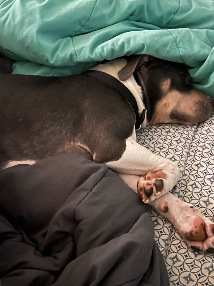 Sasha, an adoptable Pit Bull Terrier Mix in Minneapolis, MN_image-4
