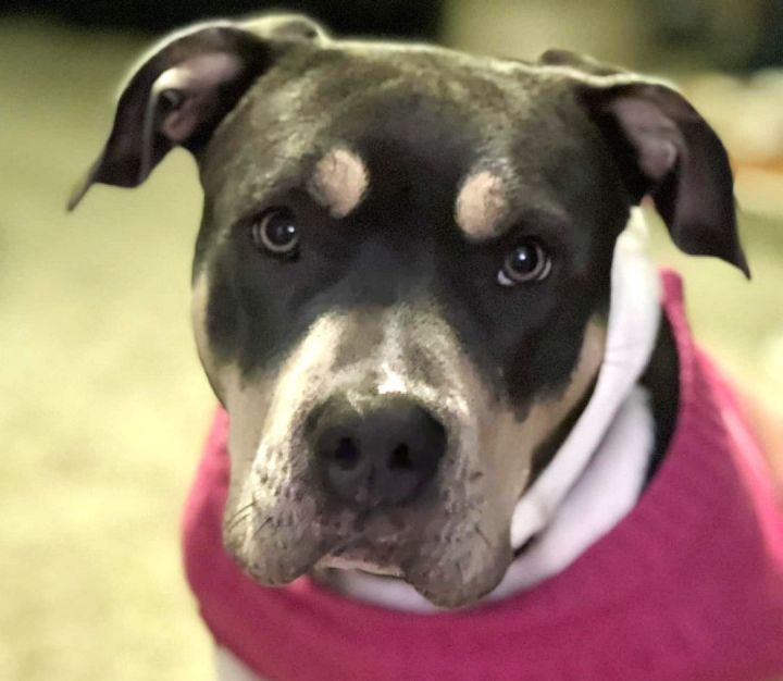 Sasha, an adoptable Pit Bull Terrier Mix in Minneapolis, MN_image-1