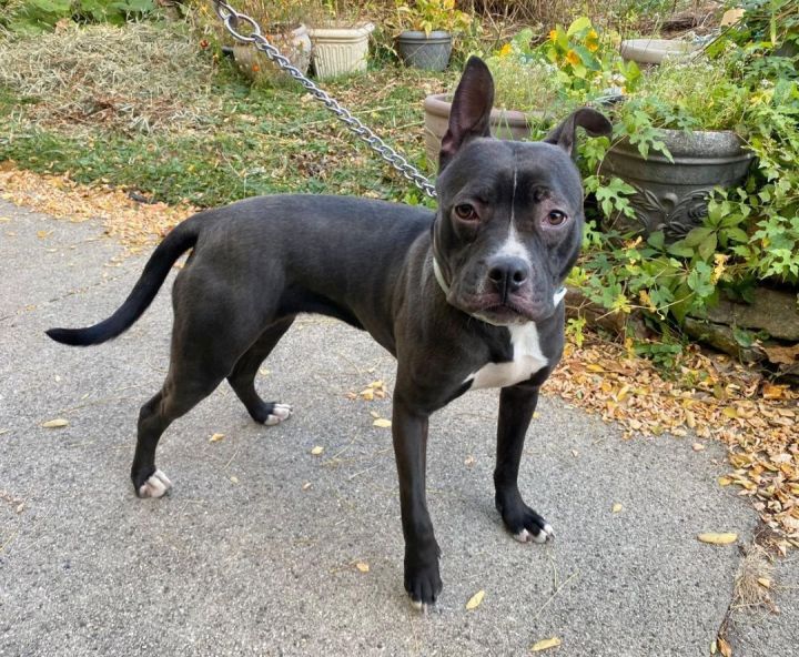 Dog for adoption Happy a Patterdale Terrier Fell Terrier