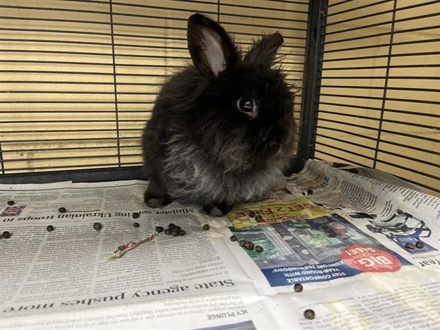 Rabbit for adoption - ELWOOD, a Bunny Rabbit in Tulsa, OK | Petfinder