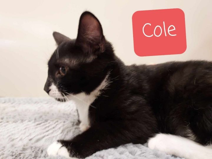 Cole, an adoptable Domestic Short Hair in West Orange, NJ_image-3