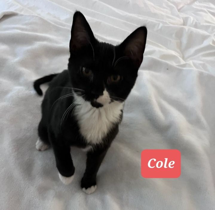 Cole, an adoptable Domestic Short Hair in West Orange, NJ_image-1