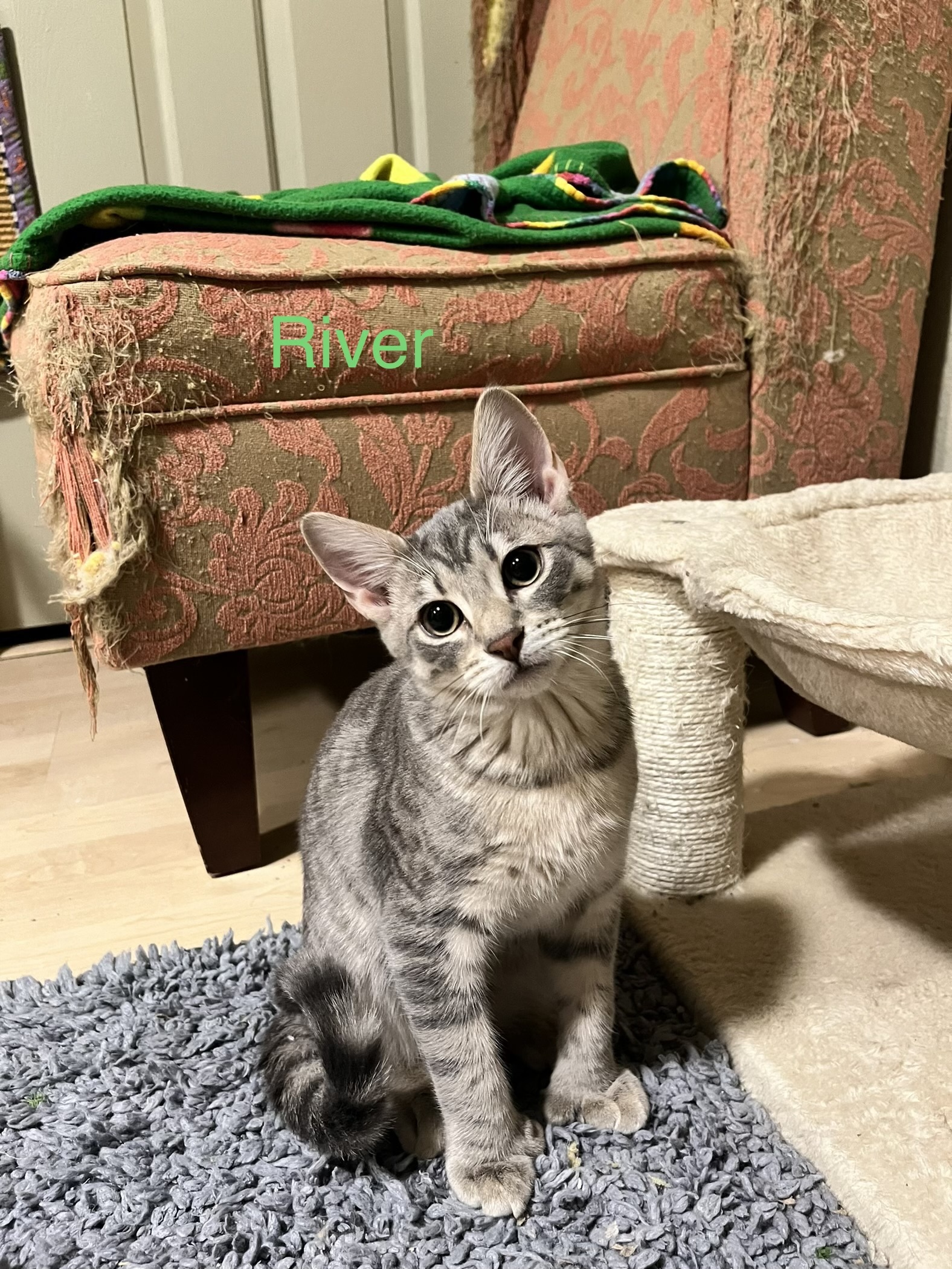 River, an adoptable Domestic Short Hair in Wasilla, AK, 99654 | Photo Image 1