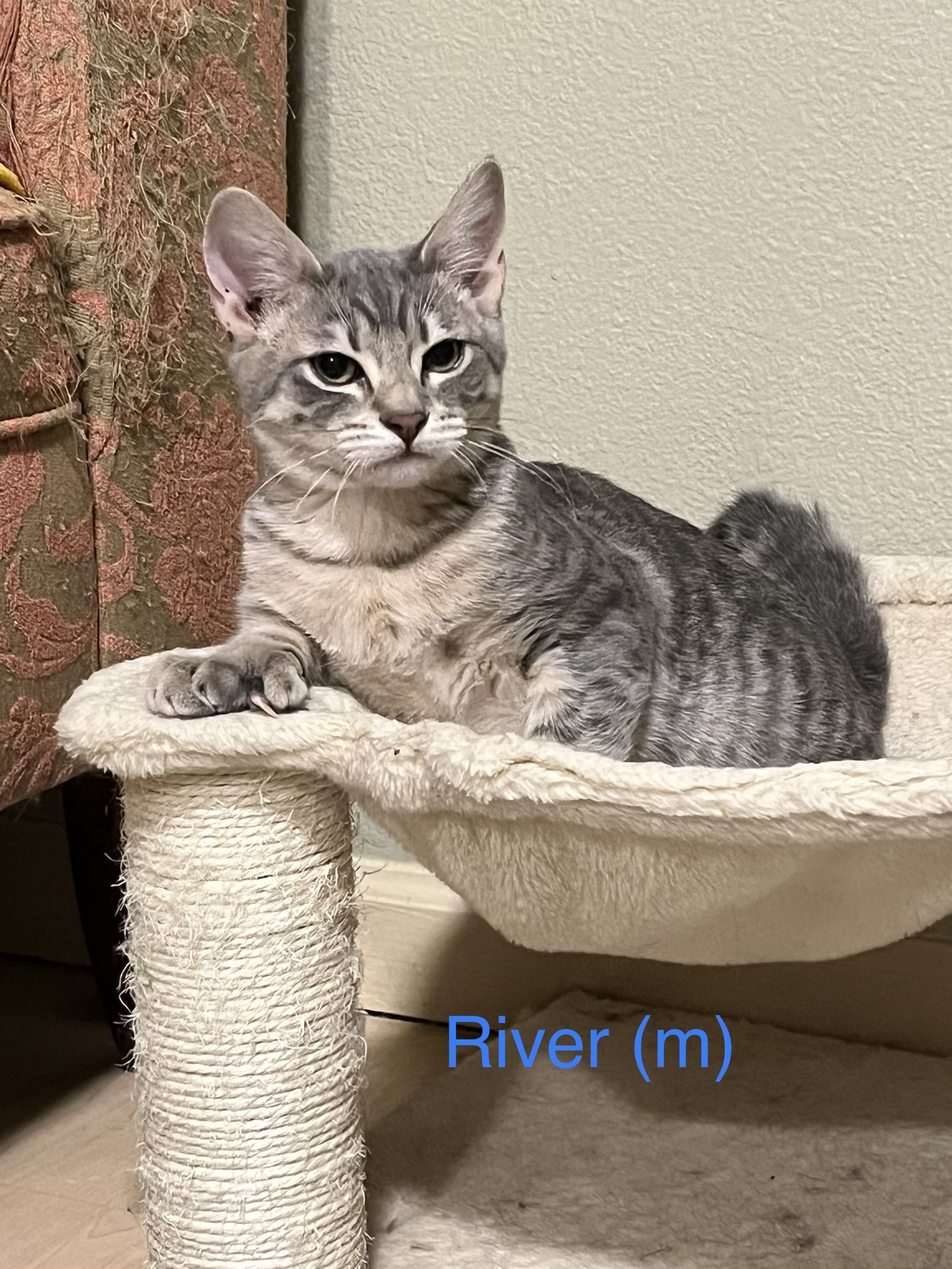 River, an adoptable Domestic Short Hair in Wasilla, AK, 99654 | Photo Image 2