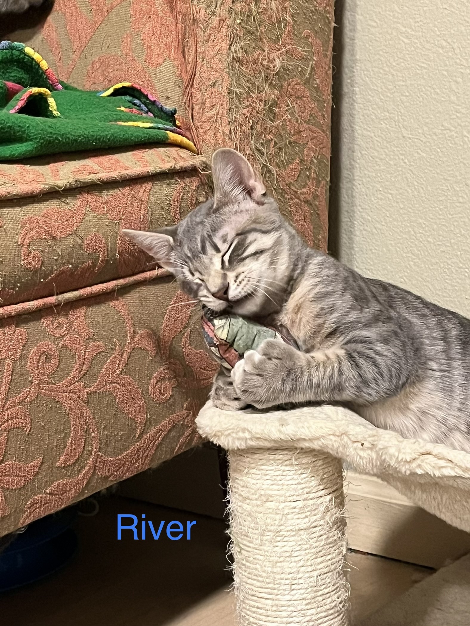 River, an adoptable Domestic Short Hair in Wasilla, AK, 99654 | Photo Image 3