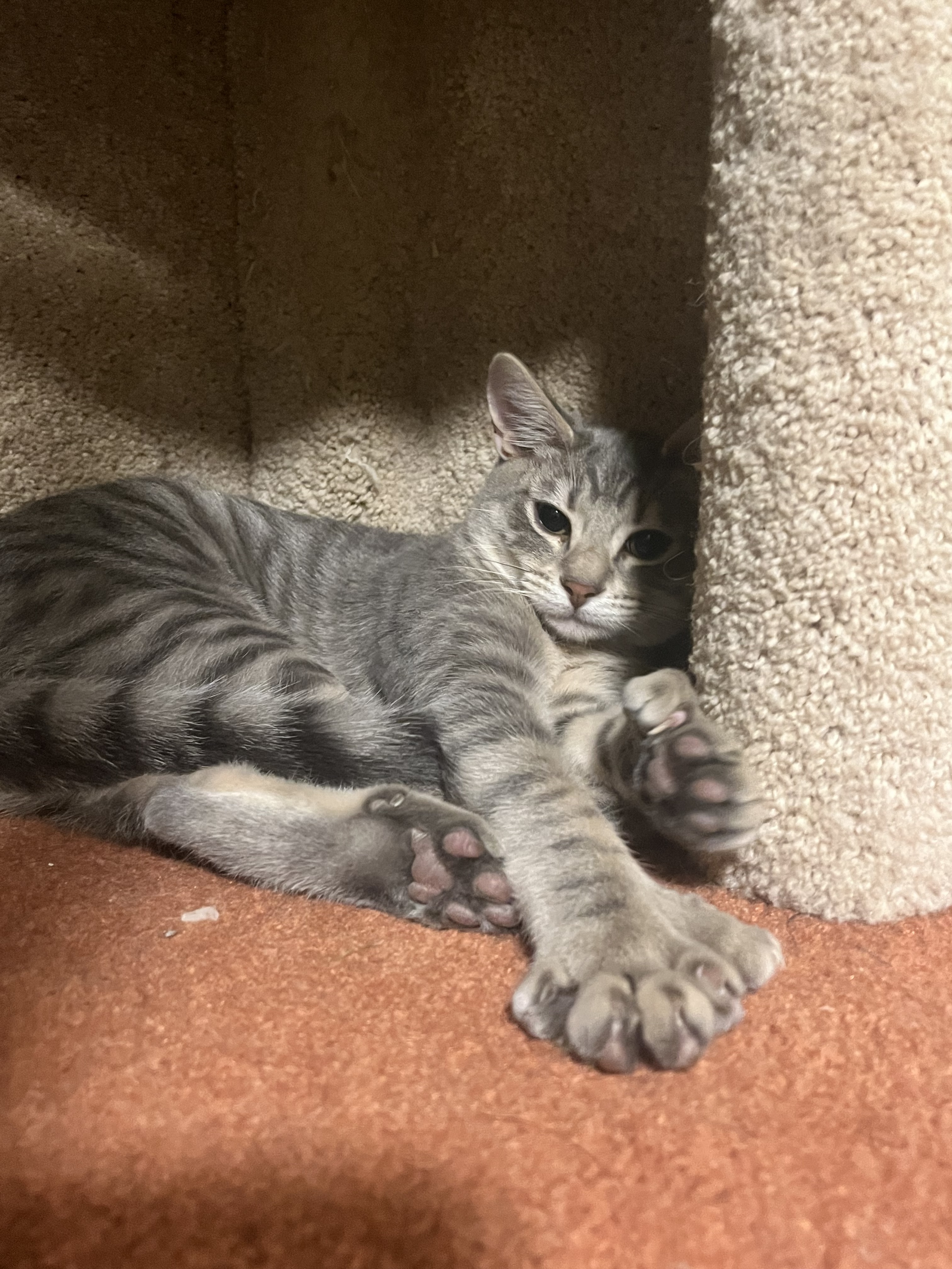 River, an adoptable Domestic Short Hair in Wasilla, AK, 99654 | Photo Image 4