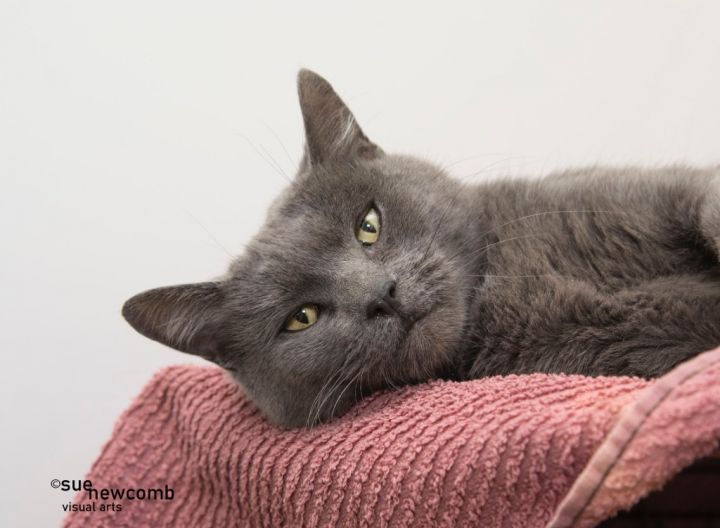 Zelle, an adoptable Domestic Short Hair in Shorewood, IL_image-1
