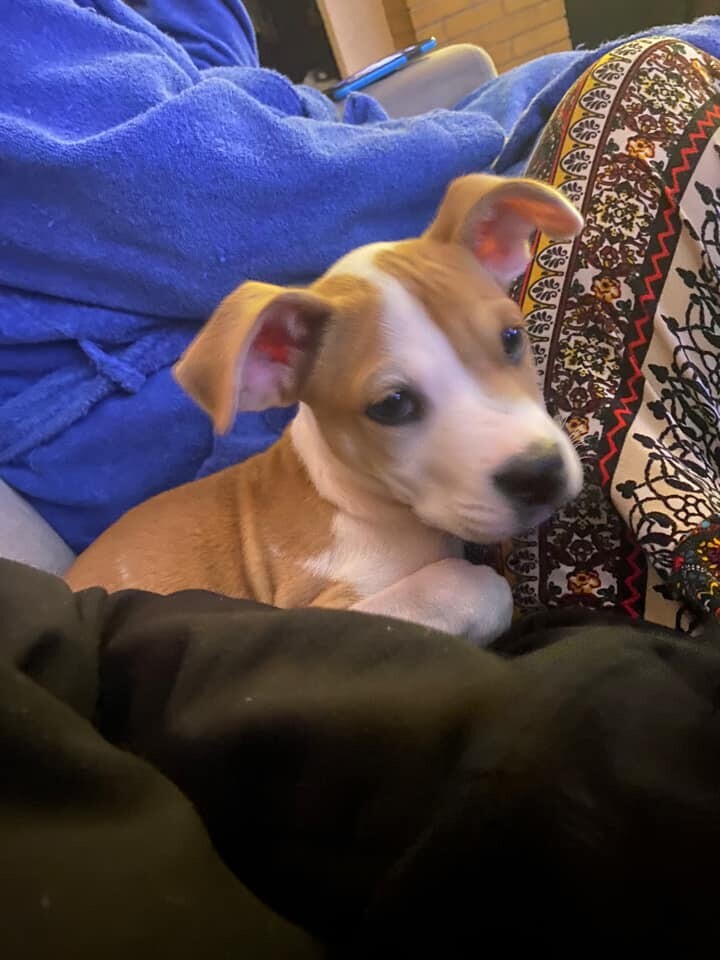 Colin aka Patches 3