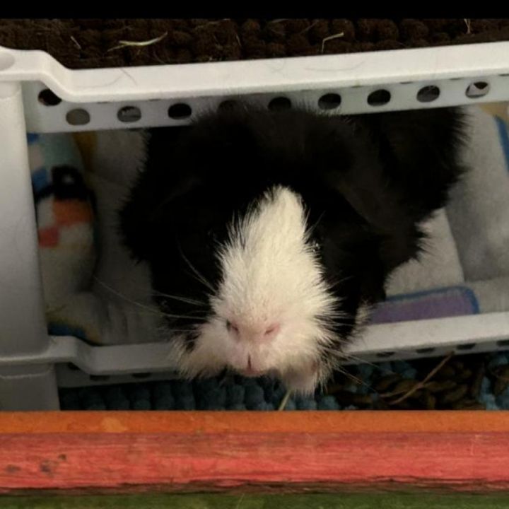 Mochi 1