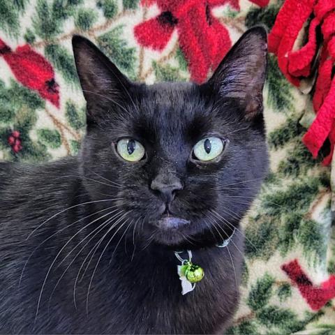 George, an adoptable Domestic Short Hair in Sheridan, WY, 82801 | Photo Image 1