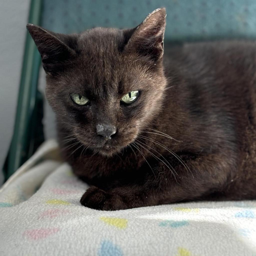 George, an adoptable Domestic Short Hair in Sheridan, WY, 82801 | Photo Image 1