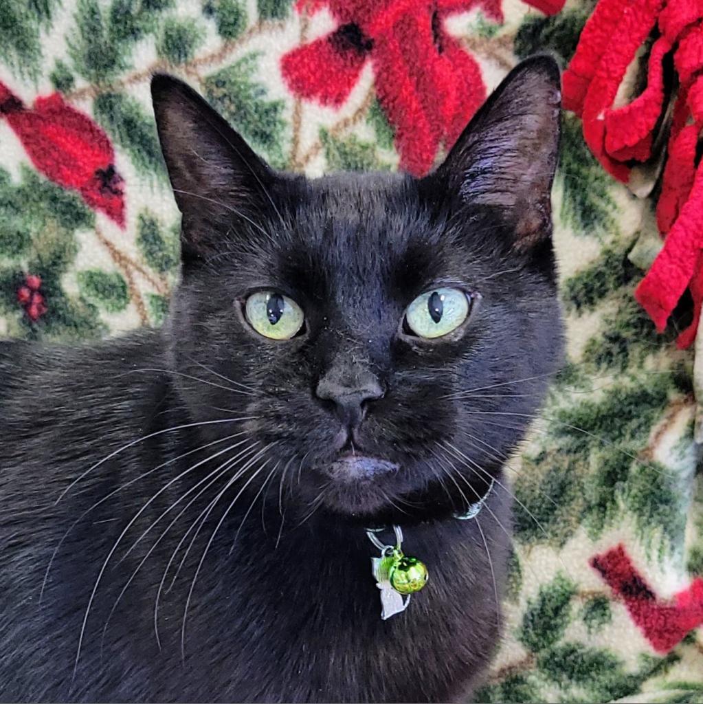 George, an adoptable Domestic Short Hair in Sheridan, WY, 82801 | Photo Image 2