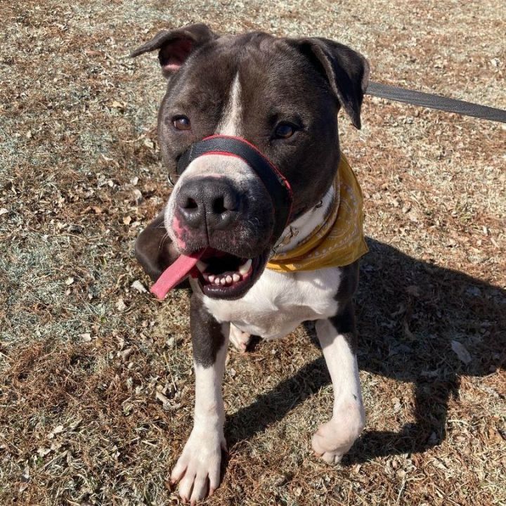 Wyatt, an adoptable American Staffordshire Terrier Mix in Oklahoma City, OK_image-4